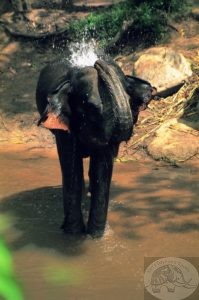 elephant spurting water thailand