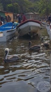 pelicans in choroni